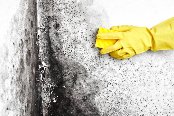 Best Professional Mold Removal  in Osseo, MN