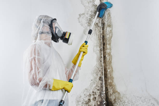 Best Office Mold Removal Services  in Osseo, MN