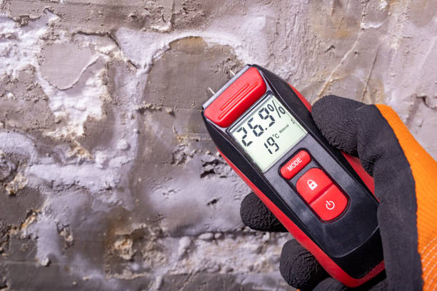Best Fast Mold Removal  in Osseo, MN