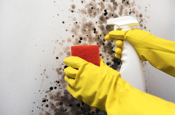 Best Certified Mold Removal  in Osseo, MN