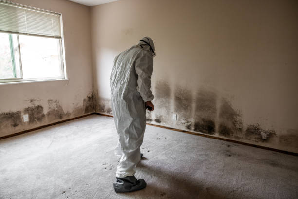 Best Crawl Space Mold Removal  in Osseo, MN