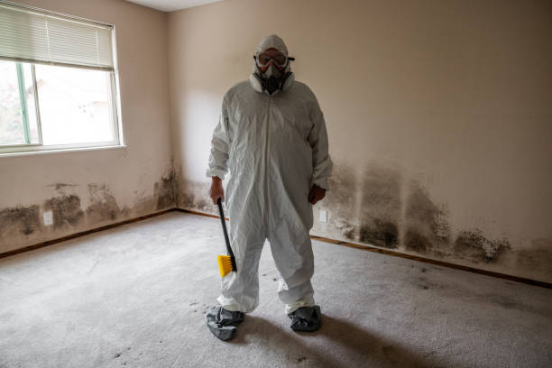 Best Residential Mold Removal  in Osseo, MN